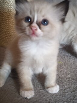 Ragdoll koťátka - 3