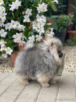 Pomeranian s PP FCI - pes - 3