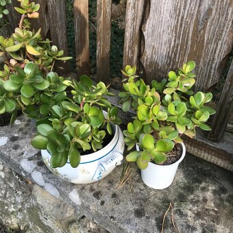 Tluistice cca 30 cm  5 let - 3