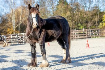 Roční klisna irský cob - 3