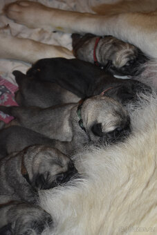 Španělský mastin-bereme záznam na štěnátka-odběr konec ledna - 3