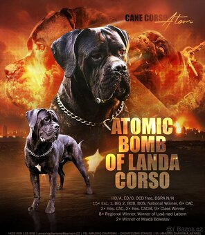 Cane Corso s PP - 3