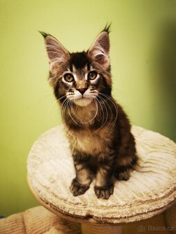 Mainská mývalí s pp - 3