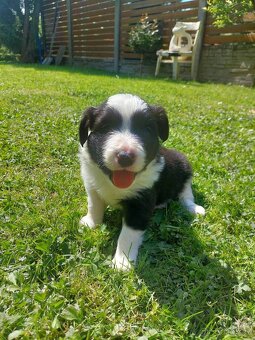 BORDER KOLIE BEZ PP - 3