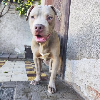 Americký pitbulterier pitbul pitbull silver lilac rare - 3