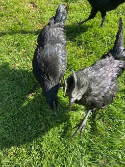 Kohouti Ayam Cemani - 3