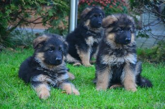 Nemecky ovcak dlouhosrsty - 3