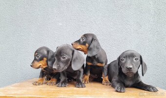 Jezevčík trpasličí - 3