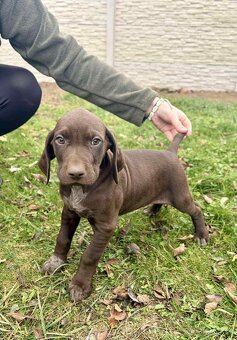 Německý ohař krátkosrstý - 3