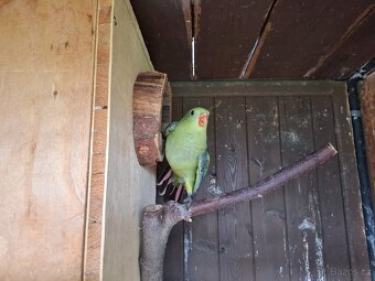 Papoušek horský - 3