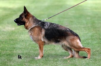 Německý ovčák-dva pejsci s PP typ Rex - 3