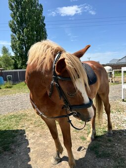 Prodej velmi hodného vychovaného pony poníka kategorie B - 3