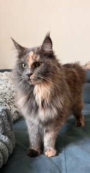 Mainská mývalí kočička - 3