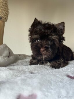 Jorkširský teriér Choco - 3