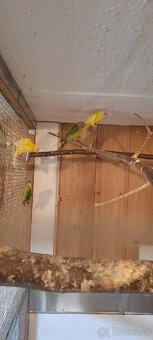 Alexandr rudohlavý - 3