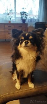 Nabízíme krytí - čivava - 3