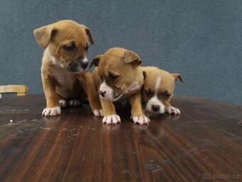 Americký stafordšírsky terier - 3