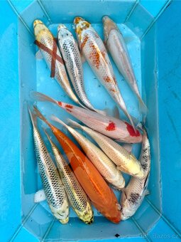 Koi kapři. - 3