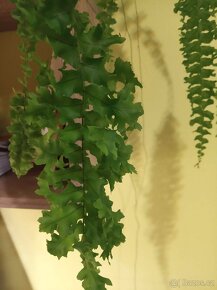 Nephrolepis exaltata 'Rooseveltii' - 3