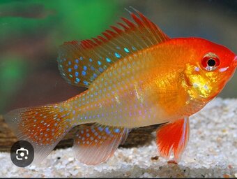 Ramirezky prodej - 3