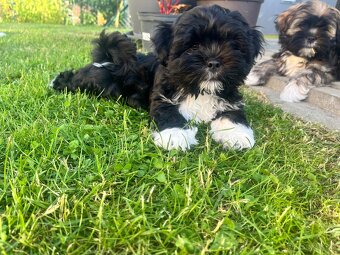 Štěně Lhasa Apso - 3