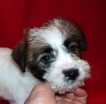 Jack Russell teriér s PP - 3
