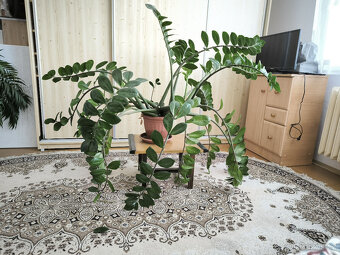 Prodám pokojovou rostlinu „ ZAMIOCULCAS ". - 3