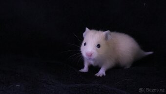 Křeček syrský s PP - vrh H - 3