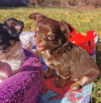 Čivava dlouhosrstá - 3