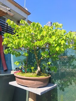 Bonsaj,bonsai Lípa - 3