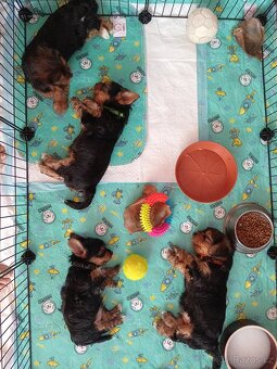 Jorkšír štěňátka - 3