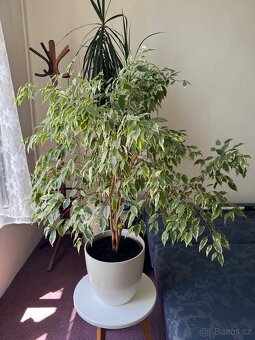 Květina Ficus benjamina (drobnolistý/malolistý) - 3