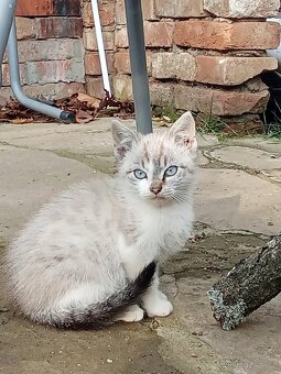 Prodám koťátka - 3