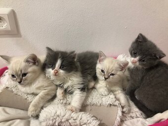 Britský dlouhosrstý kocourek+ výbava ( britská) - 3