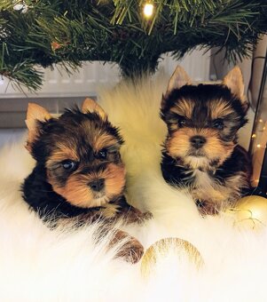 Yorkšírský-jorkšírský-yorkshire teriér  MINI ❤️❤️ - 3