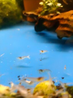 Prodej krevetek a doplňků - 3