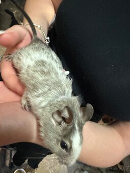 Osmák degu - 3