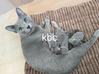 Ruská modrá kočka, koťátka s PP - 3