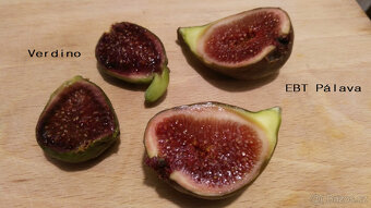 Fíkovník - Ficus carica "EBT PÁLAVA" - 3