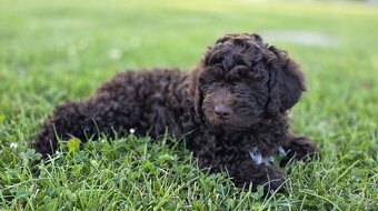 Lagotto romagnolo s PP - Italský vodní pes - 3