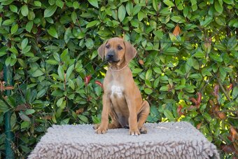 RHODESIAN RIDGEBACK šteniatka s PP ihneď k odberu - 3