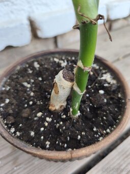 Pfilodendron elegans - 3