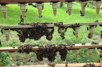 KRÁSNÉ VYZIMOVANÉ  VČELSTVO  10.DUBNA 2026 - 3