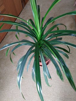 Domácí pokojová rostlina Pandán - prodej - 3