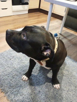 American Bully XL - 3