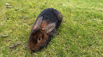 Kastorex s rodokmenem – krásný samec k chovu i jako mazlíček - 3