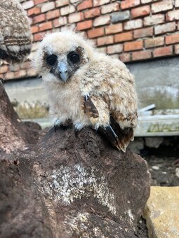 Puštík hnědý/ Malajka/ Strix leptogrammica - 3