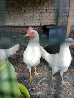 Prodám kohouta/kohouty Leghorn - 3