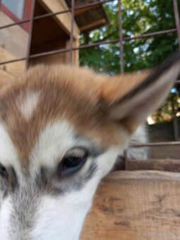 Prodám štěňata-kříženci Malamut x Husky - 3