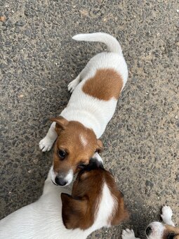 Jack russell teriér - 3